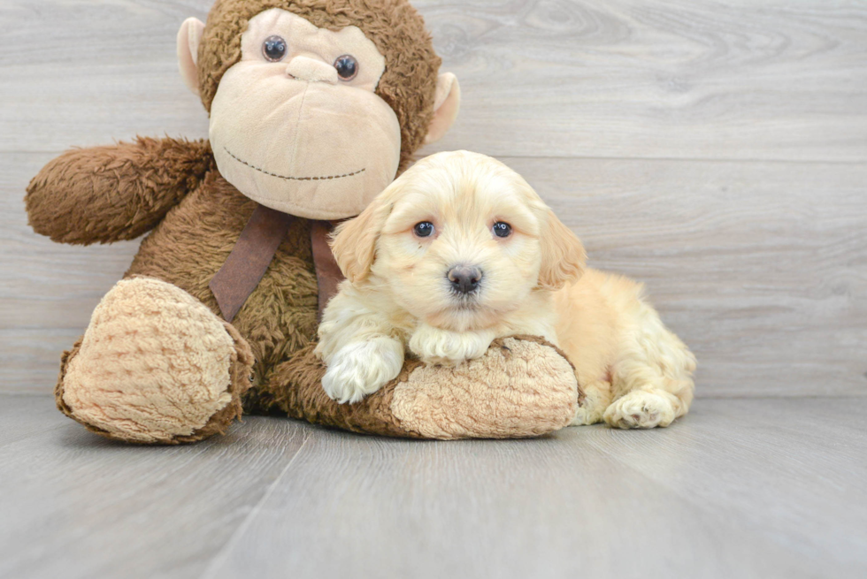 Havanese Pup Being Cute