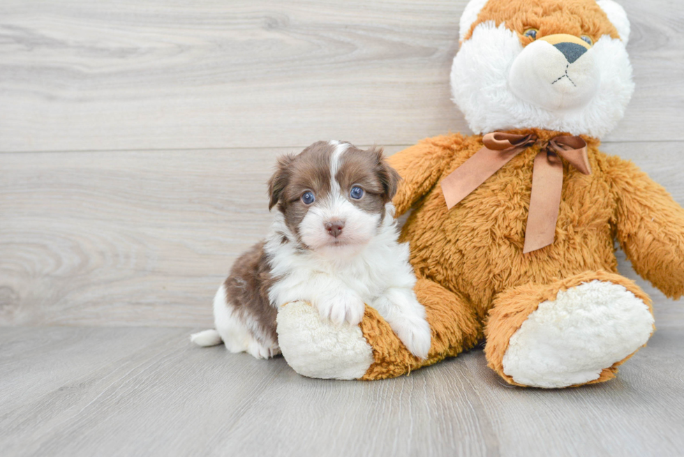 Friendly Havanese Baby