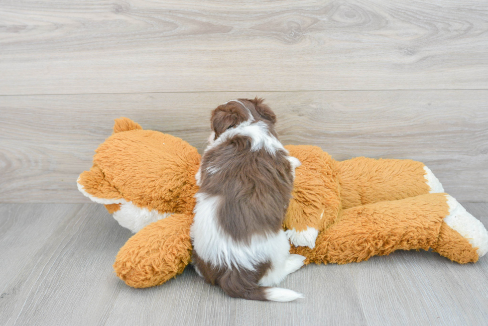 Little Havanese Baby