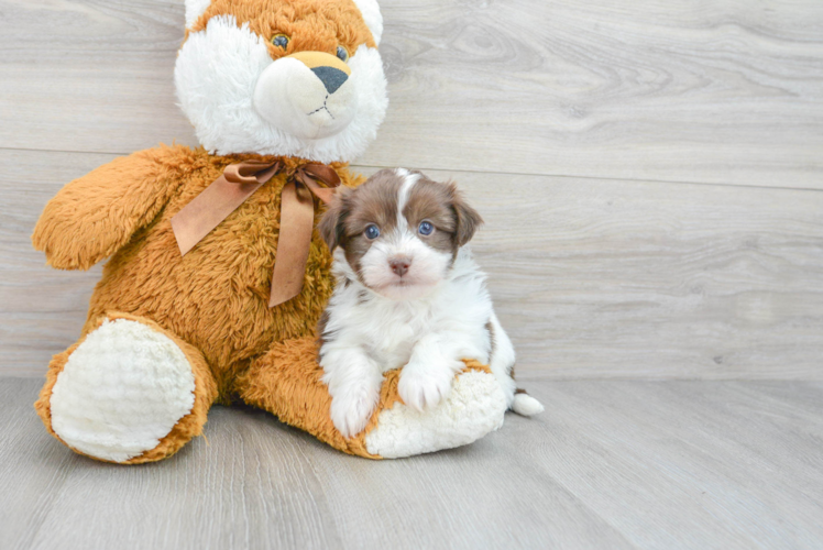 Havanese Pup Being Cute