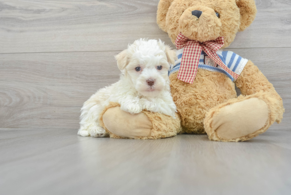 Havanese Pup Being Cute