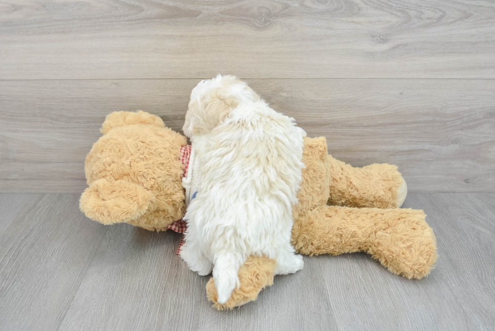 Havanese Pup Being Cute