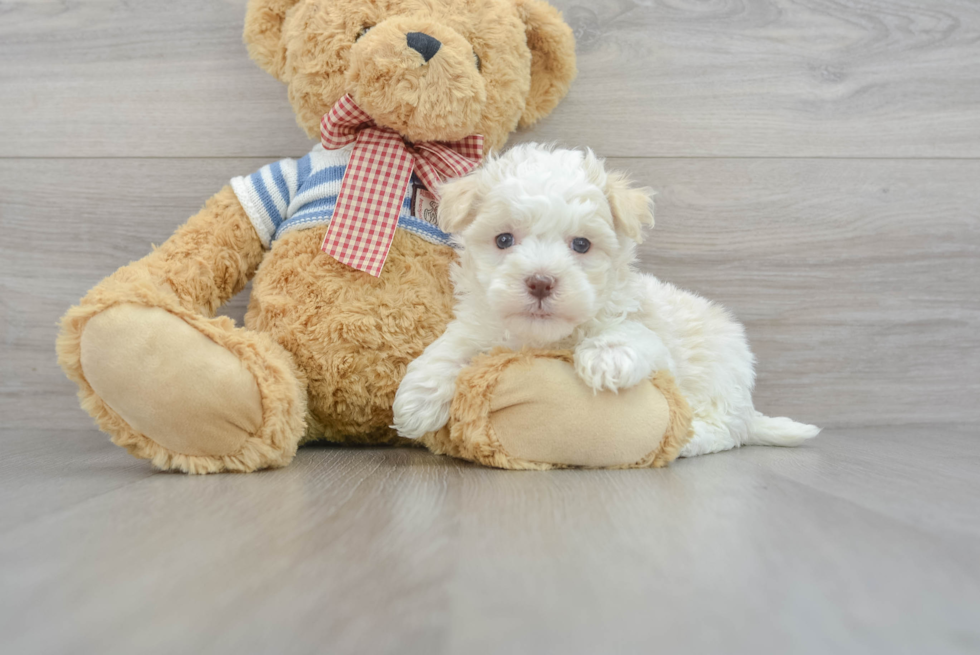 Smart Havanese Purebred Puppy