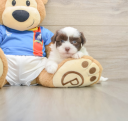6 week old Havanese Puppy For Sale - Premier Pups