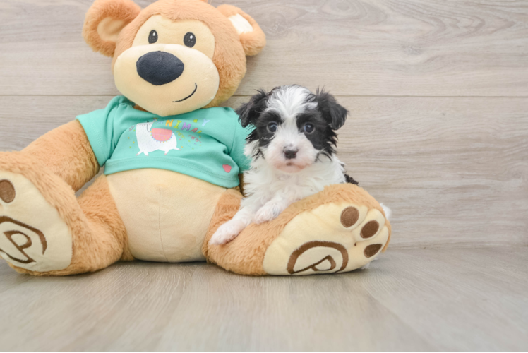 Havanese Pup Being Cute