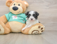 5 week old Havanese Puppy For Sale - Premier Pups