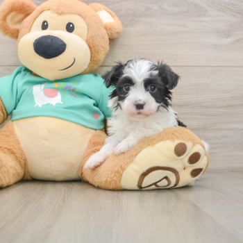 Havanese Pup Being Cute