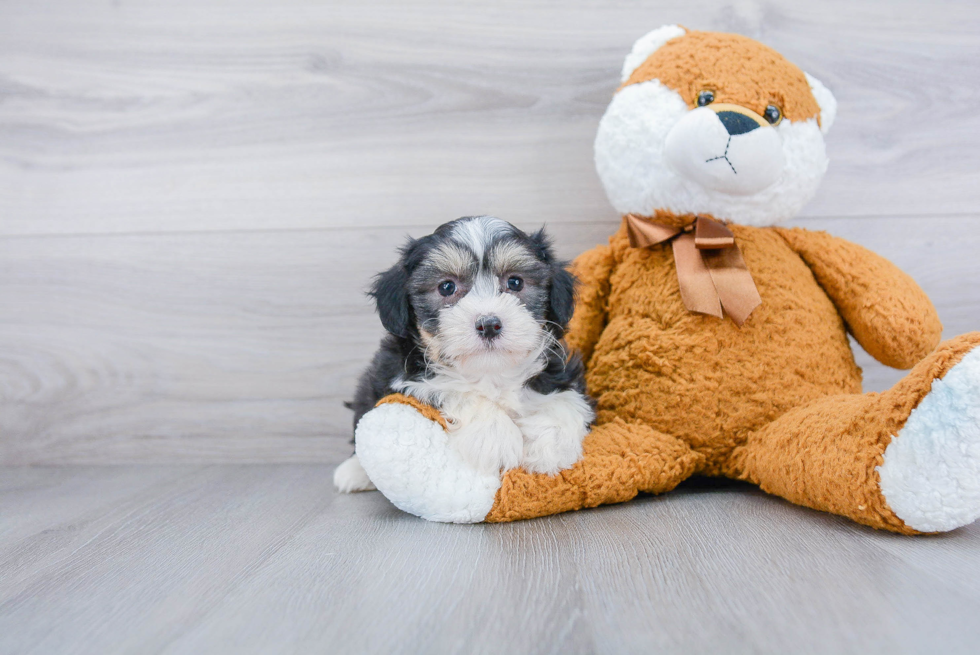 Sweet Havanese Purebred Puppy