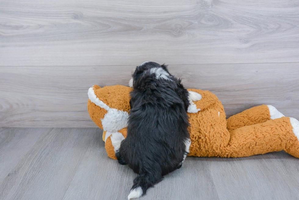 Funny Havanese Baby