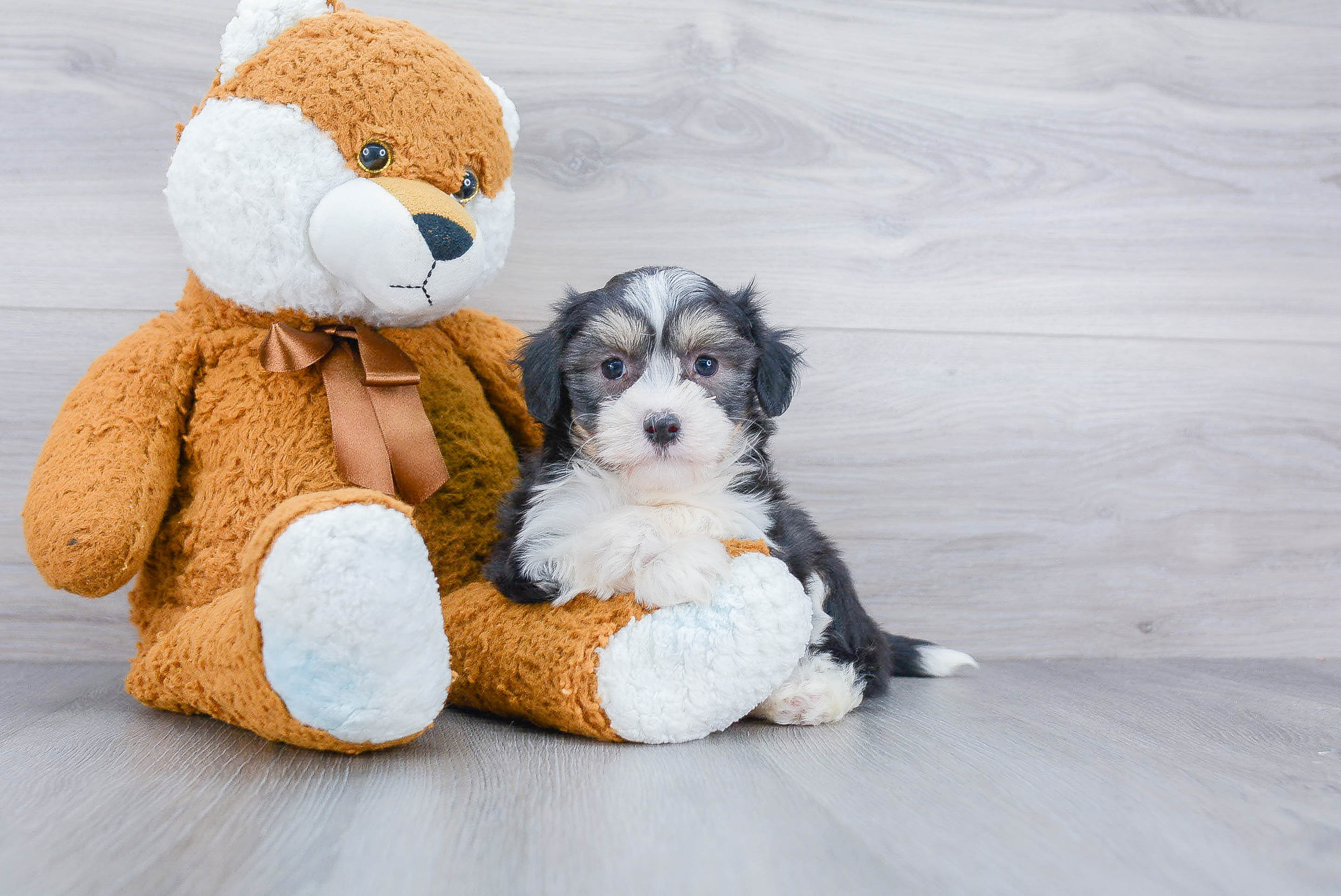 Hypoallergenic Havanese Baby