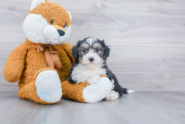 Hypoallergenic Havanese Baby