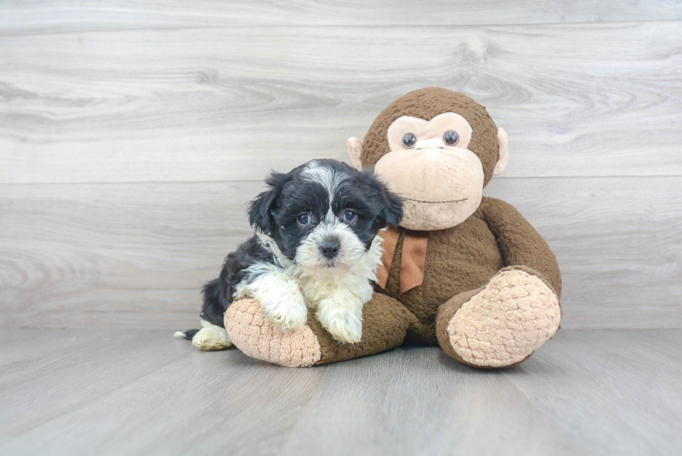 Little Havanese Purebred Pup