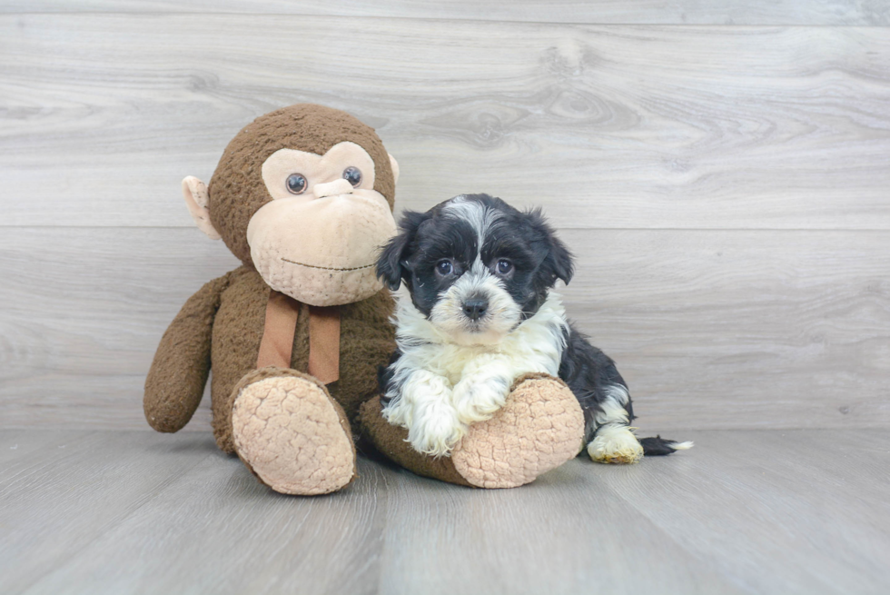 Adorable Havanese Purebred Puppy