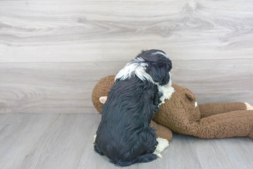 Havanese Puppy for Adoption