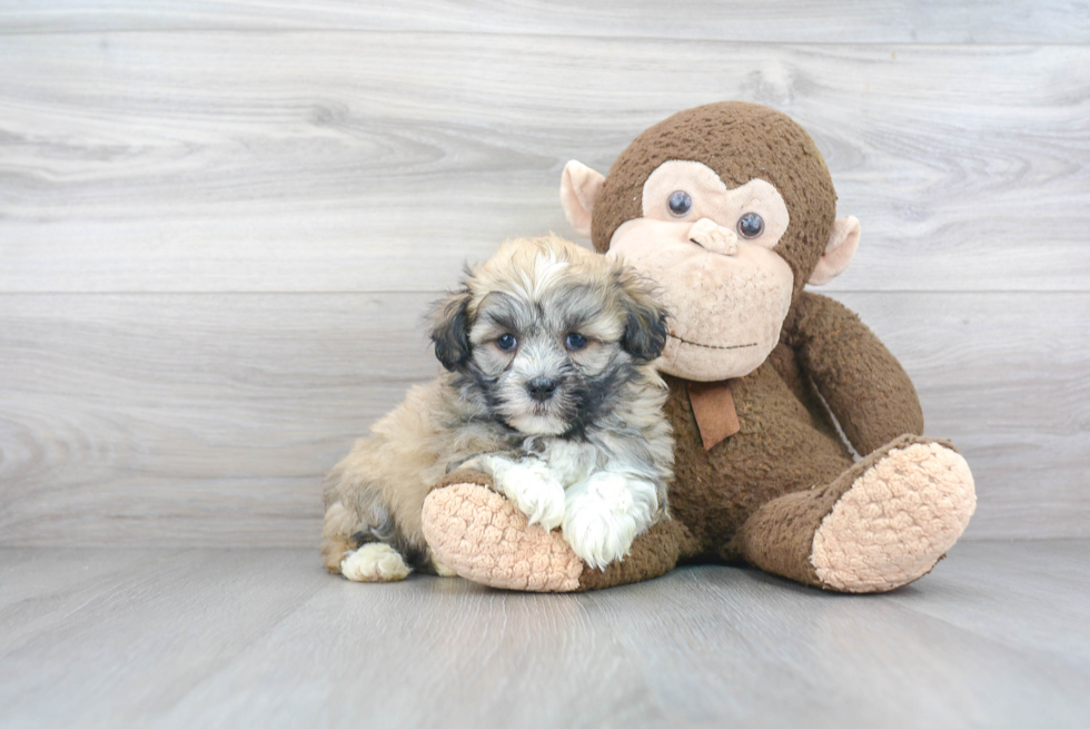 Small Havanese Purebred Pup