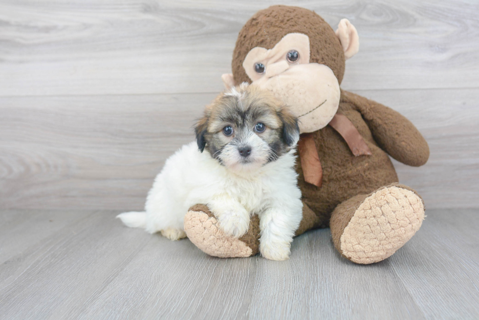 Havanese Pup Being Cute