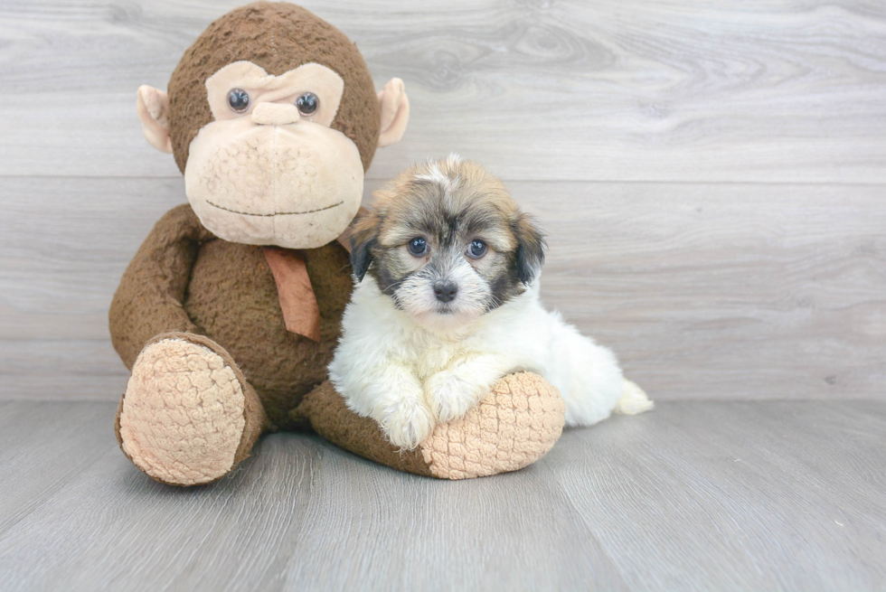 Small Havanese Purebred Pup