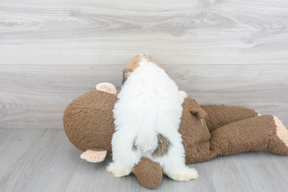 Friendly Havanese Purebred Pup