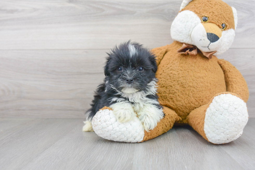 Havanese Puppy for Adoption