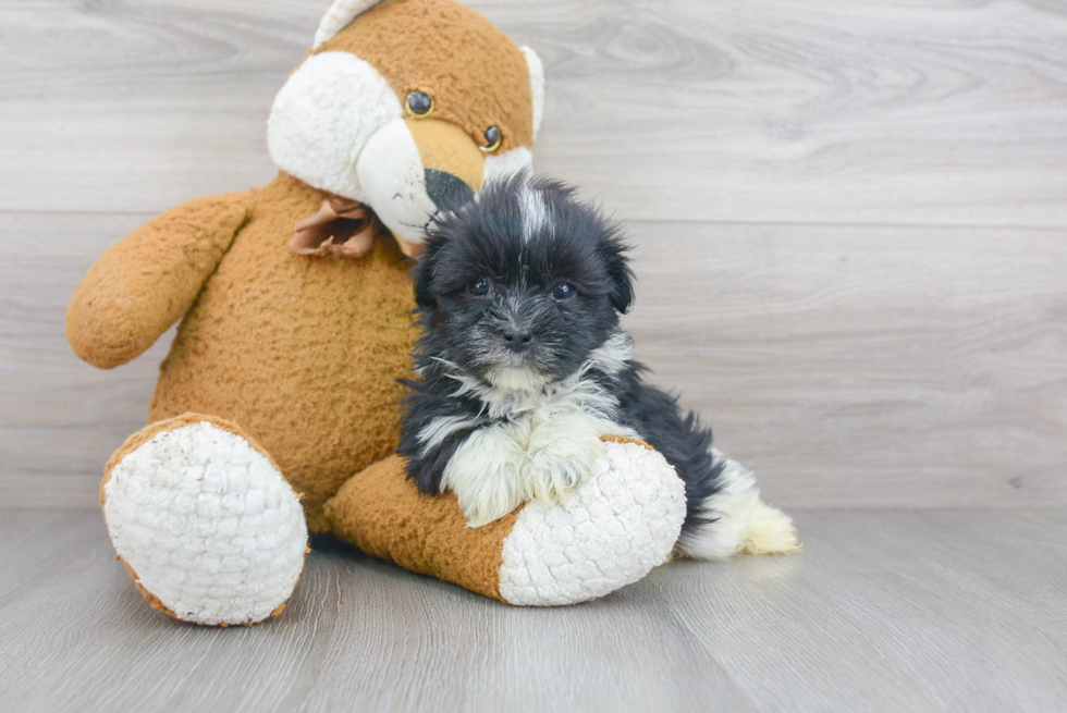 Havanese Pup Being Cute