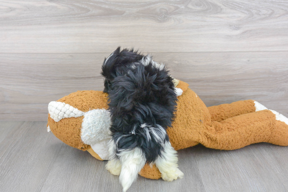 Popular Havanese Purebred Pup