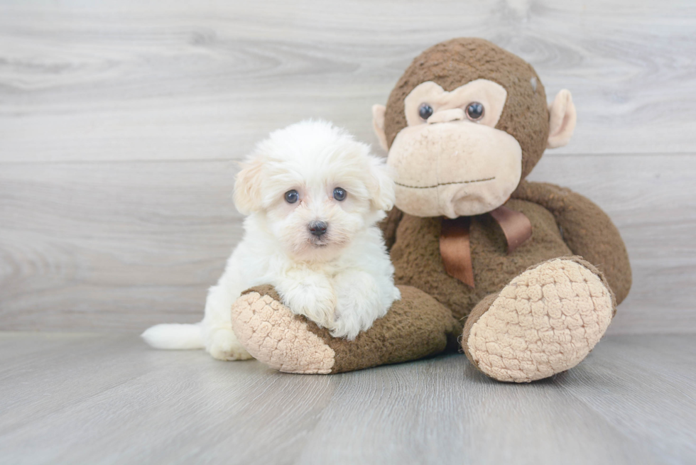 Havanese Pup Being Cute