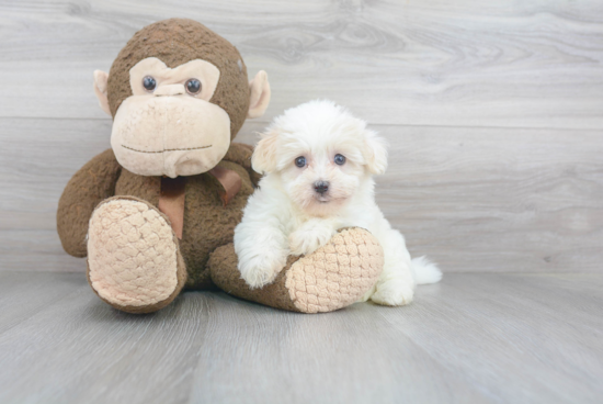 Cute Havanese Purebred Puppy