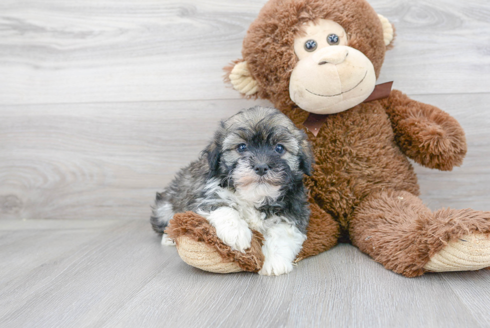 Akc Registered Havanese Baby