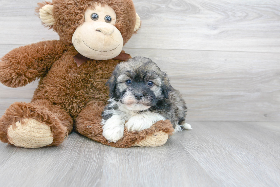 Best Havanese Baby