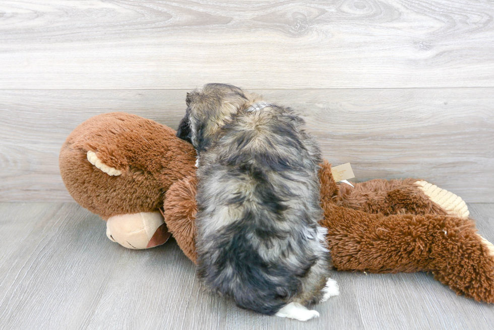 Hypoallergenic Havanese Purebred Pup