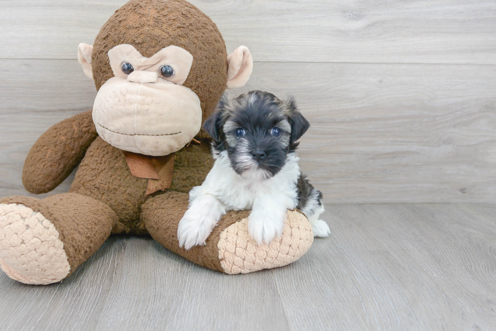 Best Havanese Baby