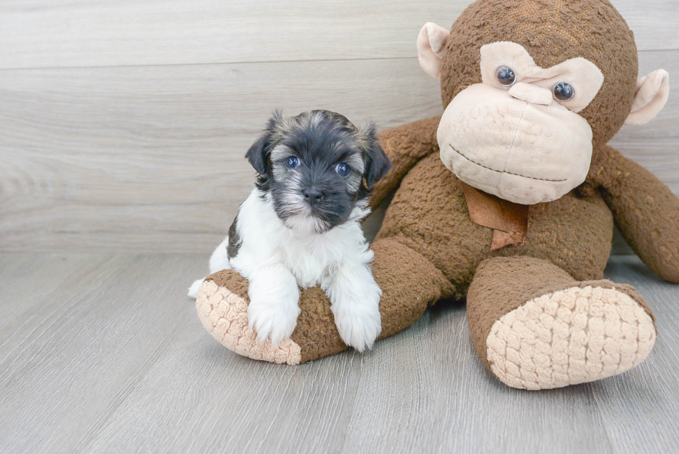 Funny Havanese Purebred Pup