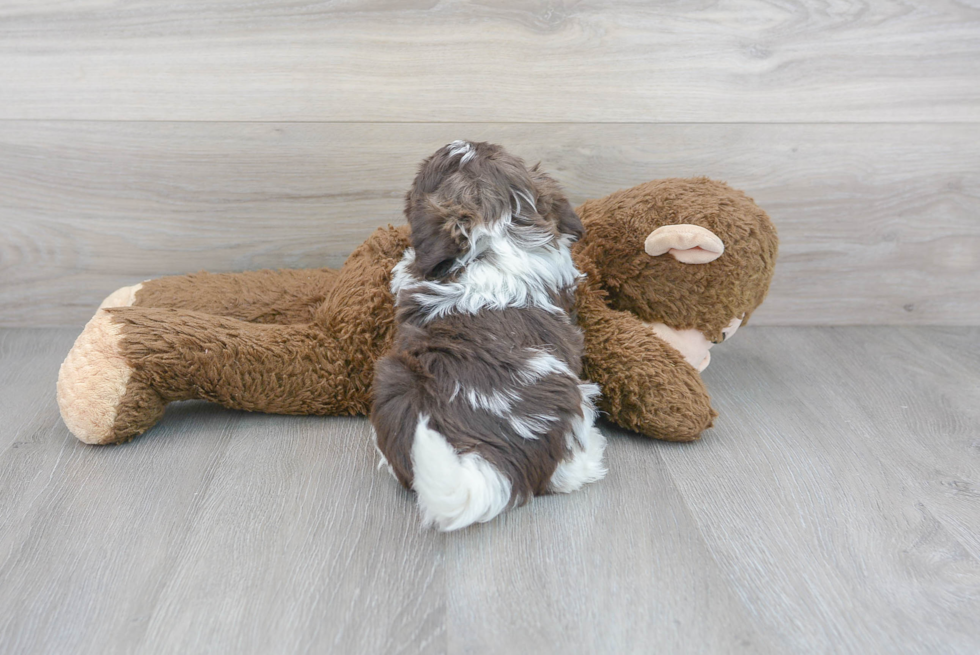 Small Havanese Baby