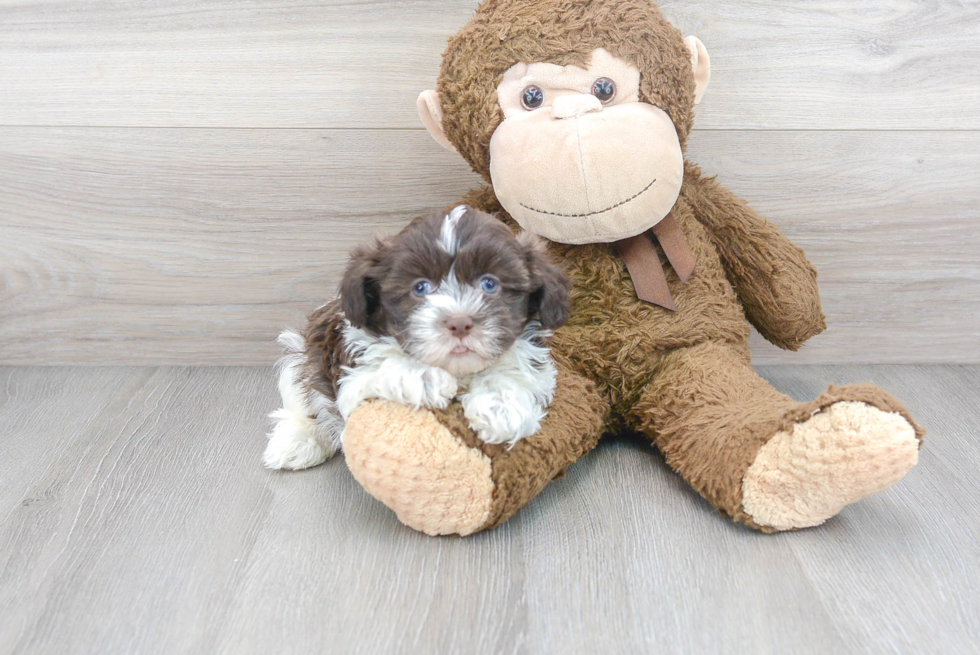 Funny Havanese Purebred Pup