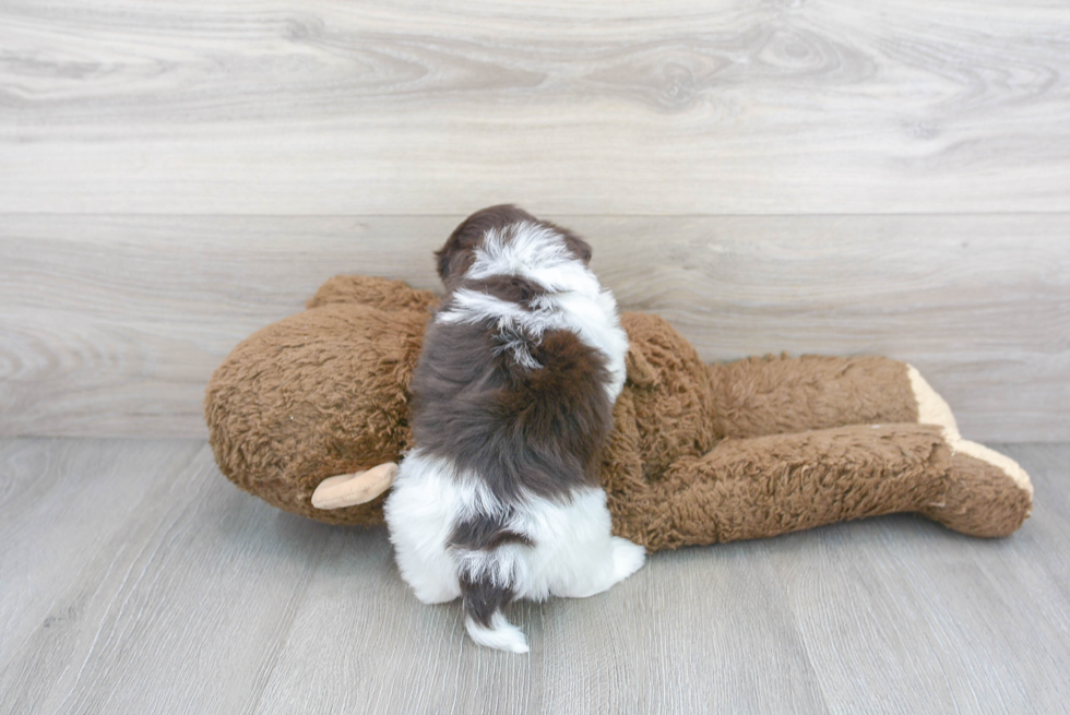 Cute Havanese Purebred Puppy