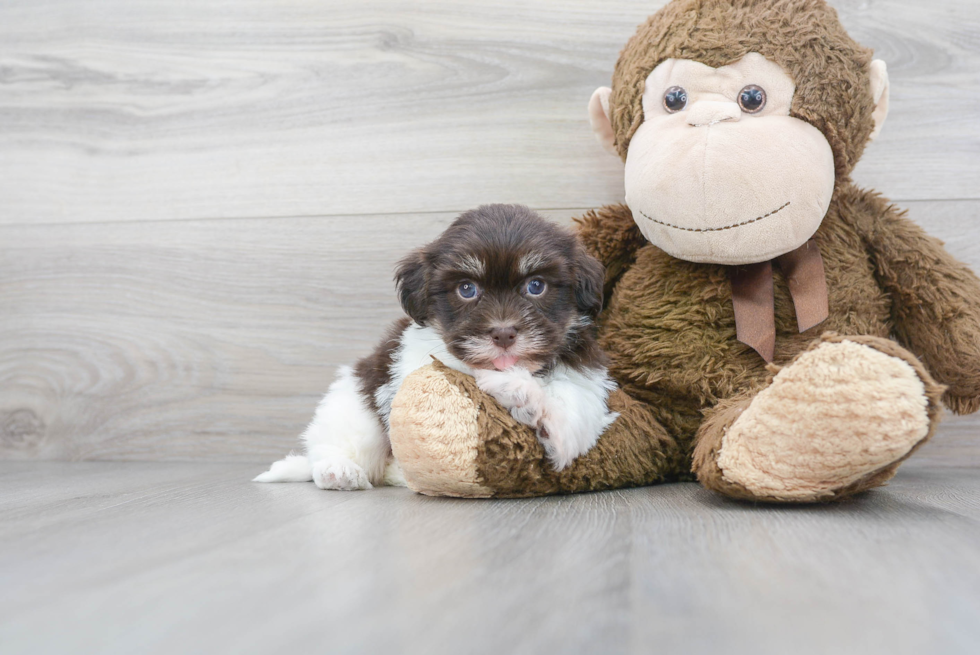 Havanese Puppy for Adoption