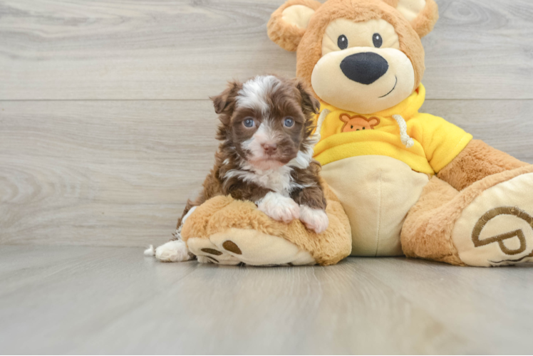 Playful Havanese Baby