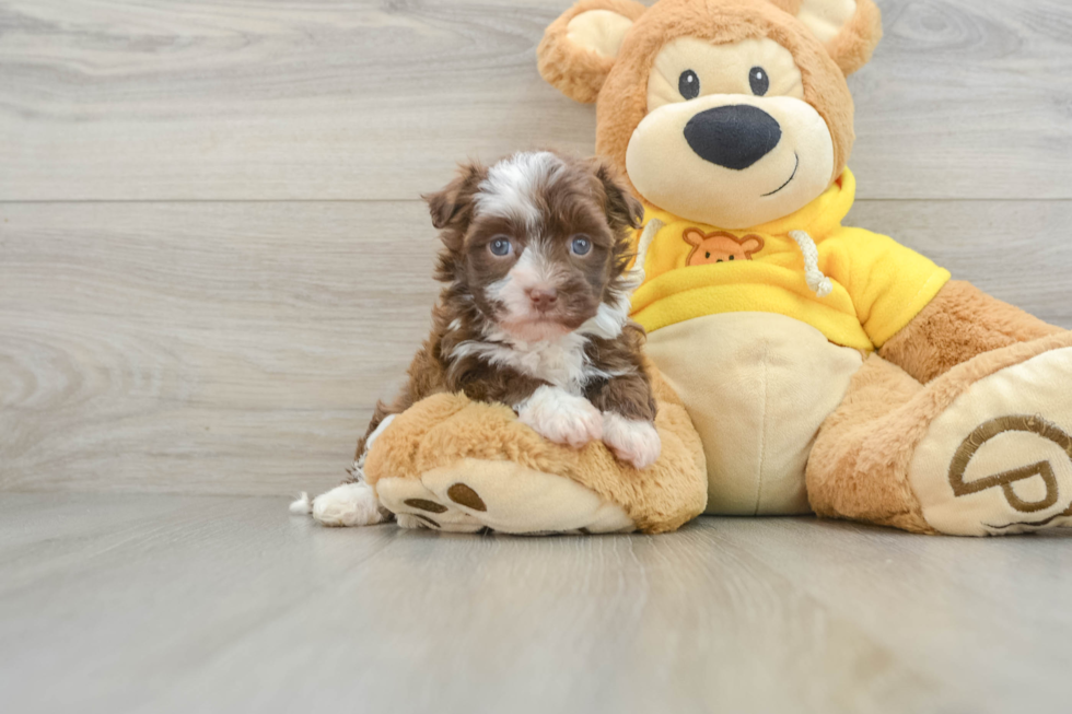 Playful Havanese Baby