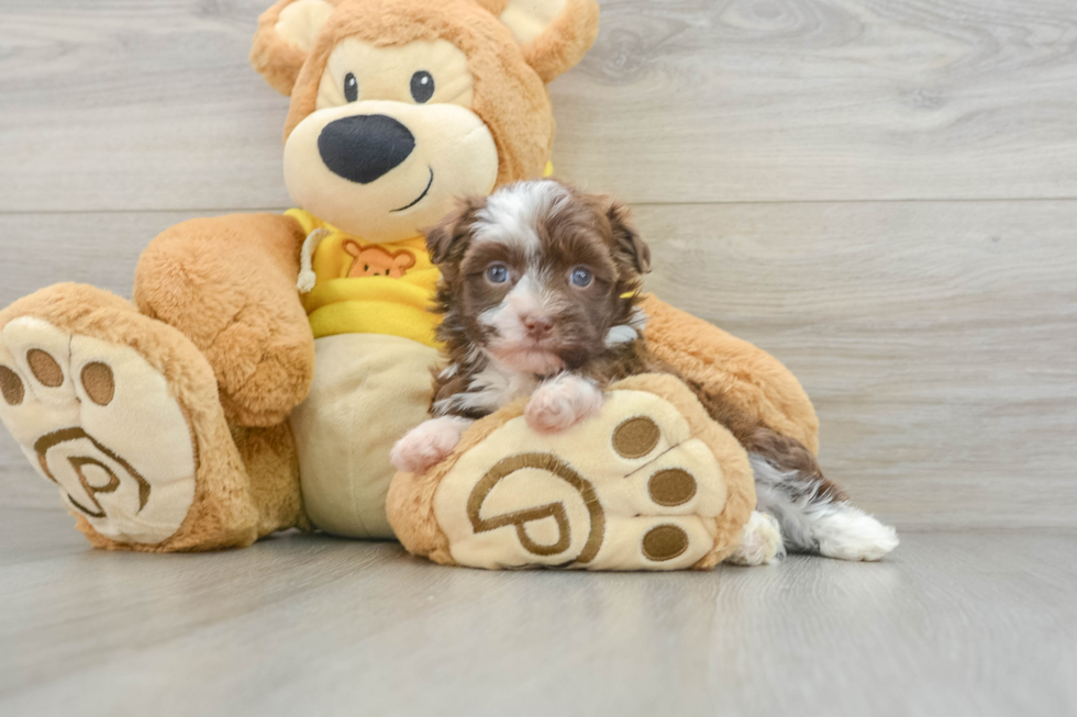 Akc Registered Havanese Baby