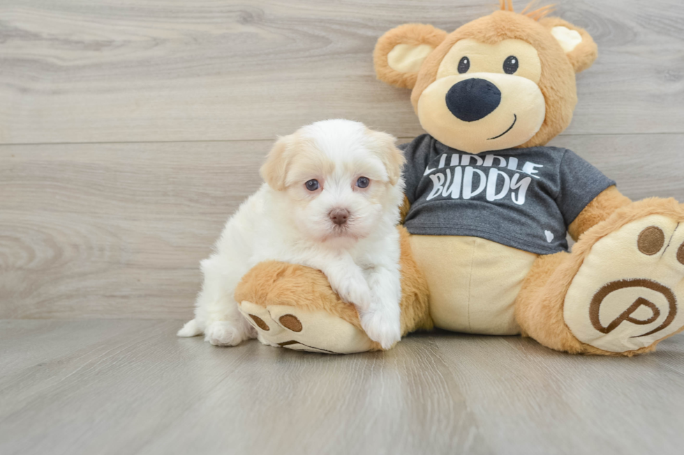 Havanese Pup Being Cute