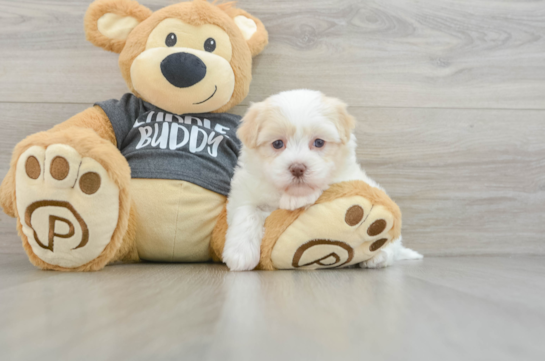 Small Havanese Purebred Pup