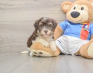 8 week old Havanese Puppy For Sale - Premier Pups