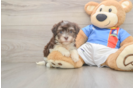 Havanese Puppy for Adoption