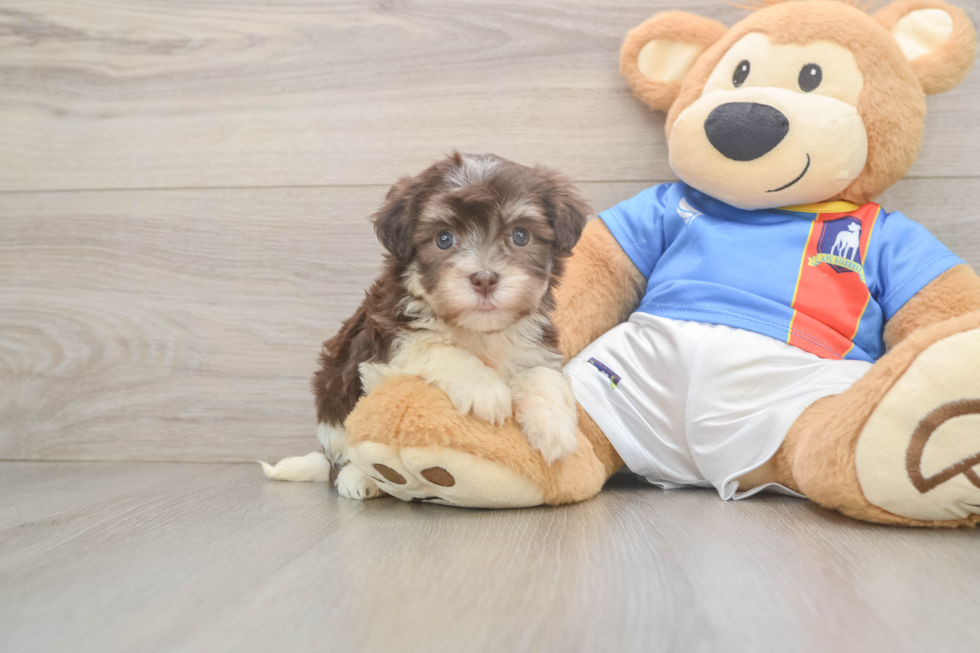 Havanese Puppy for Adoption