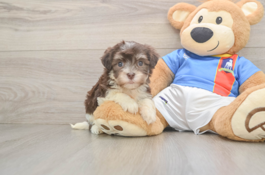 Havanese Puppy for Adoption