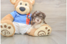 Best Havanese Baby