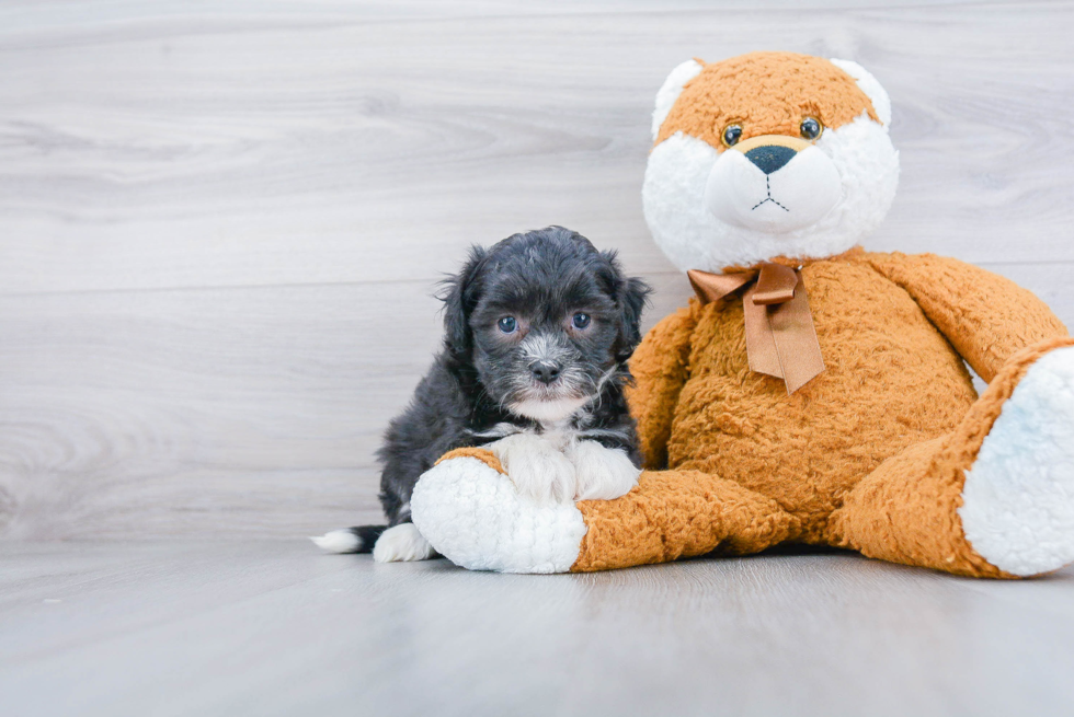 Popular Havanese Baby