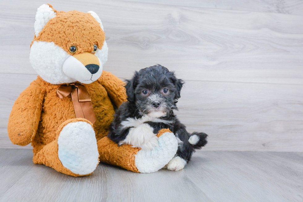 Havanese Pup Being Cute