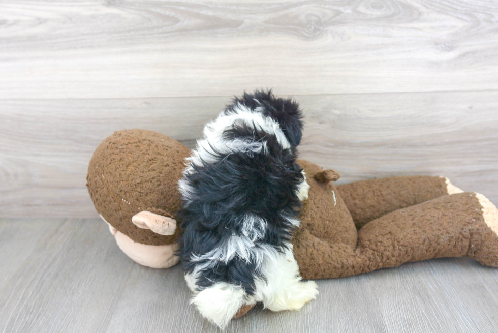 Petite Havanese Purebred Puppy