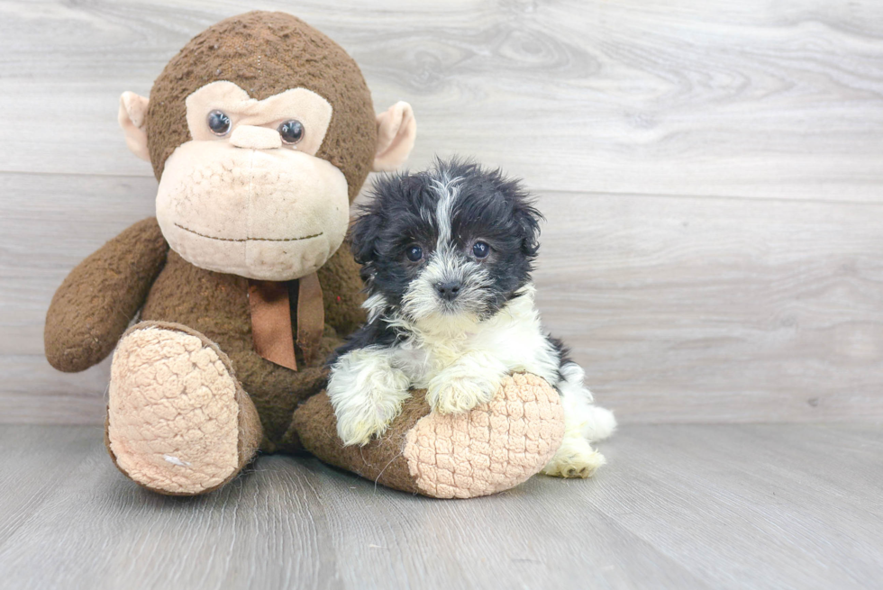 Havanese Pup Being Cute